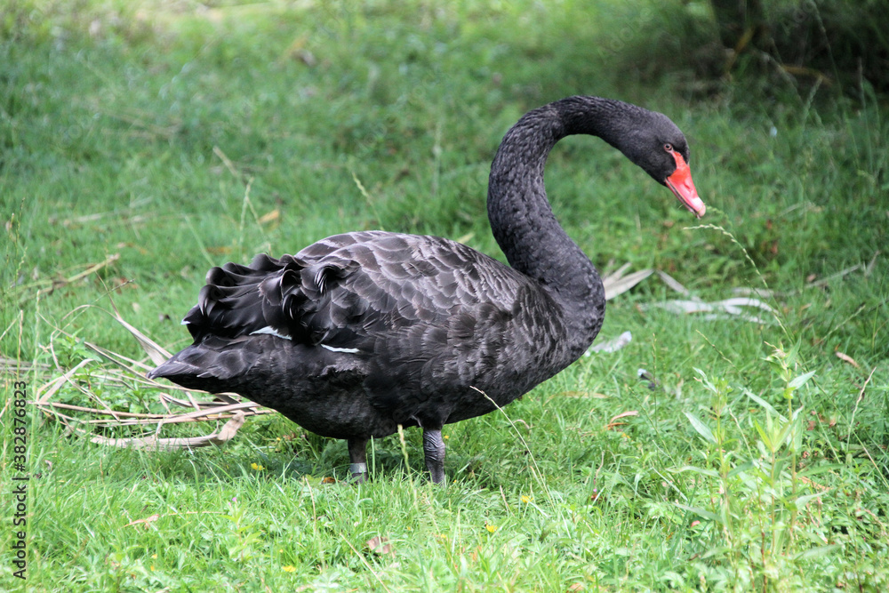 A Black Swan on the water A Black Swan on the water