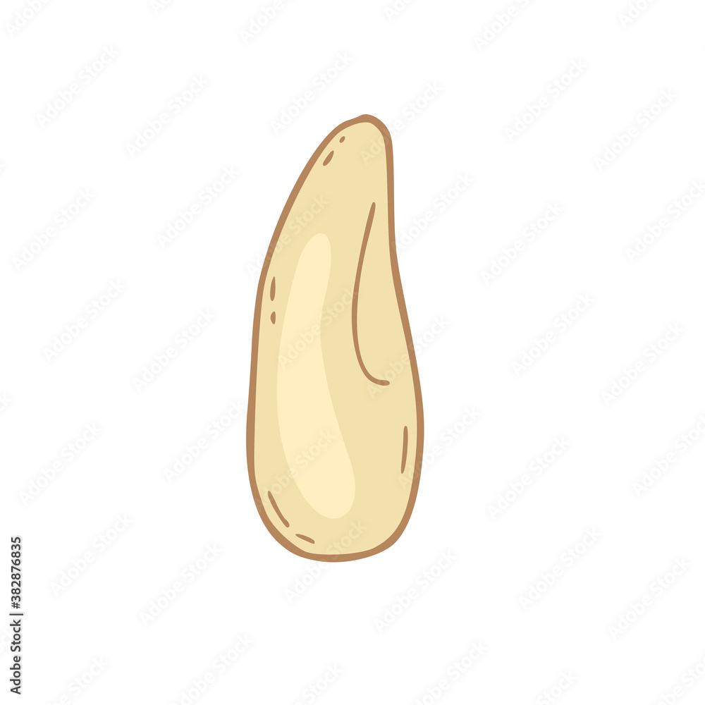 Vector nut illustration on isolated background. Pine nut icon. Hand drawn heathy snack . Vector nut illustration on isolated background. Pine nut icon. Hand drawn heathy snack .