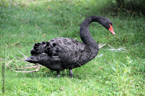 A Black Swan on the water