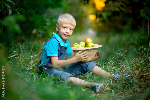 a six-year-old boy sits on the grass in an Apple orchard and holds a hat with apples in his hands