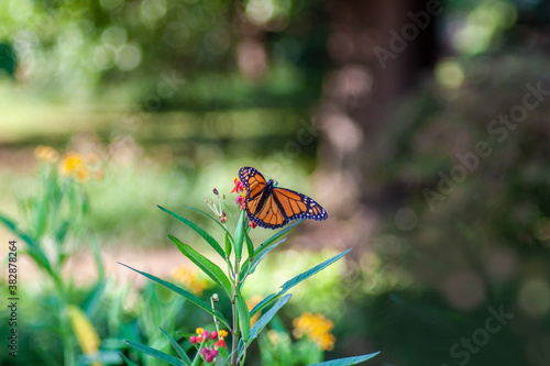 Closeup of Monarch butterfly on flowers against motled bokeh garden background