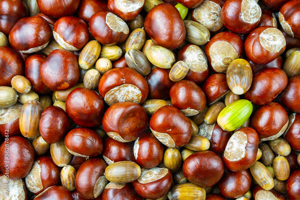 Flat lay texture chestnut and acorn. Autumn top view background Flat lay texture chestnut and acorn. Autumn top view background