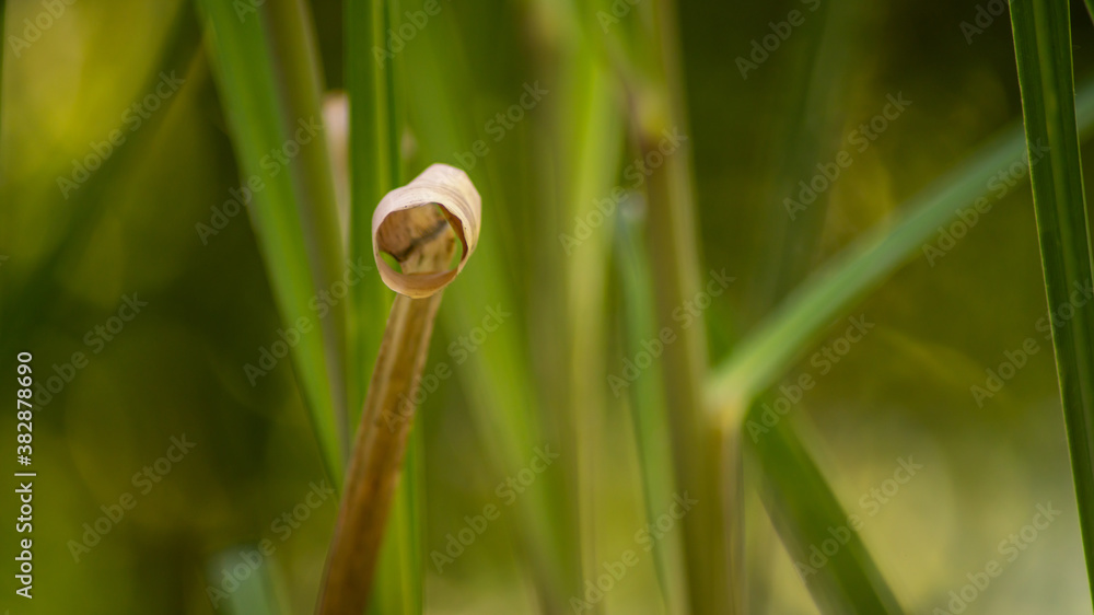 Close-up on a coiled stem, pampas grass or feathered reed, in spring Close-up on a coiled stem, pampas grass or feathered reed, in spring