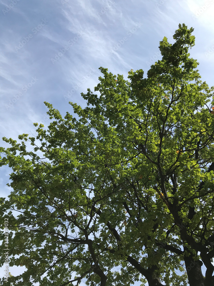 tree and sky