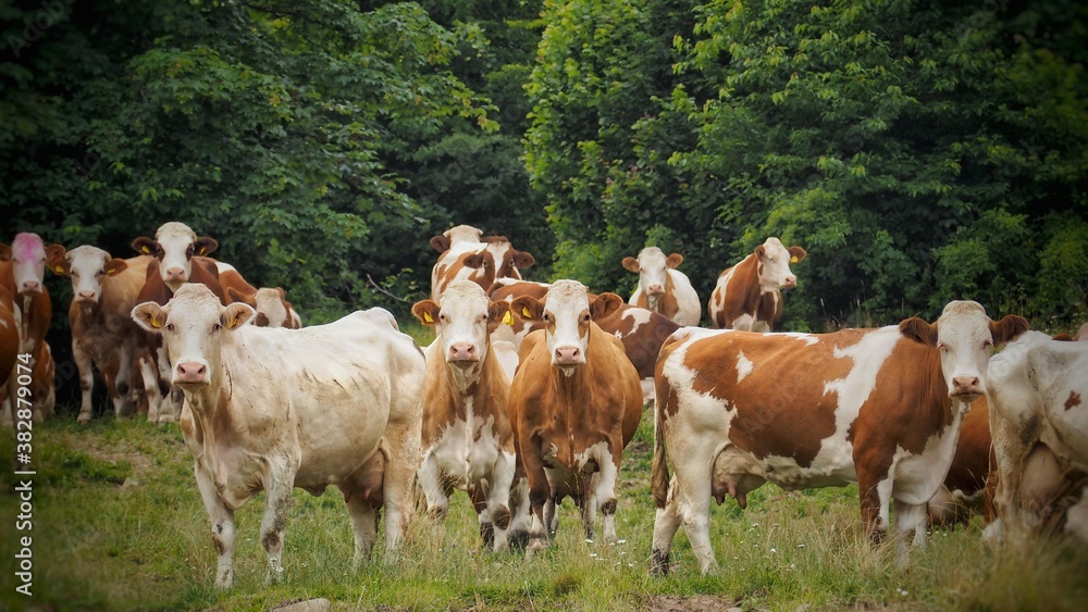 Herd of cows staring to camera on the meadow.