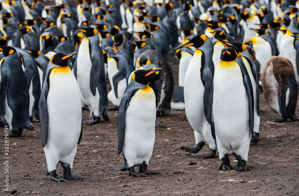 Fototapeta premium King Penguins at Falkland Islands