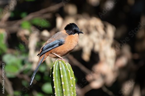 Photography Rufous Sibia sitting on a cactus, photographed in Sattal, India