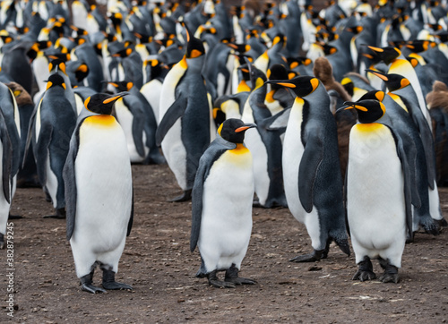 King Penguins at Falkland Islands