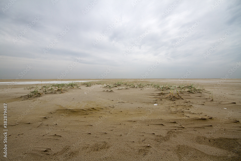 Dune forming on a stormy beach: Sand couch grass catches sand and forms embryonic dunes under a dark, threatening sky Dune forming on a stormy beach: Sand couch grass catches sand and forms embryonic dunes under a dark, threatening sky