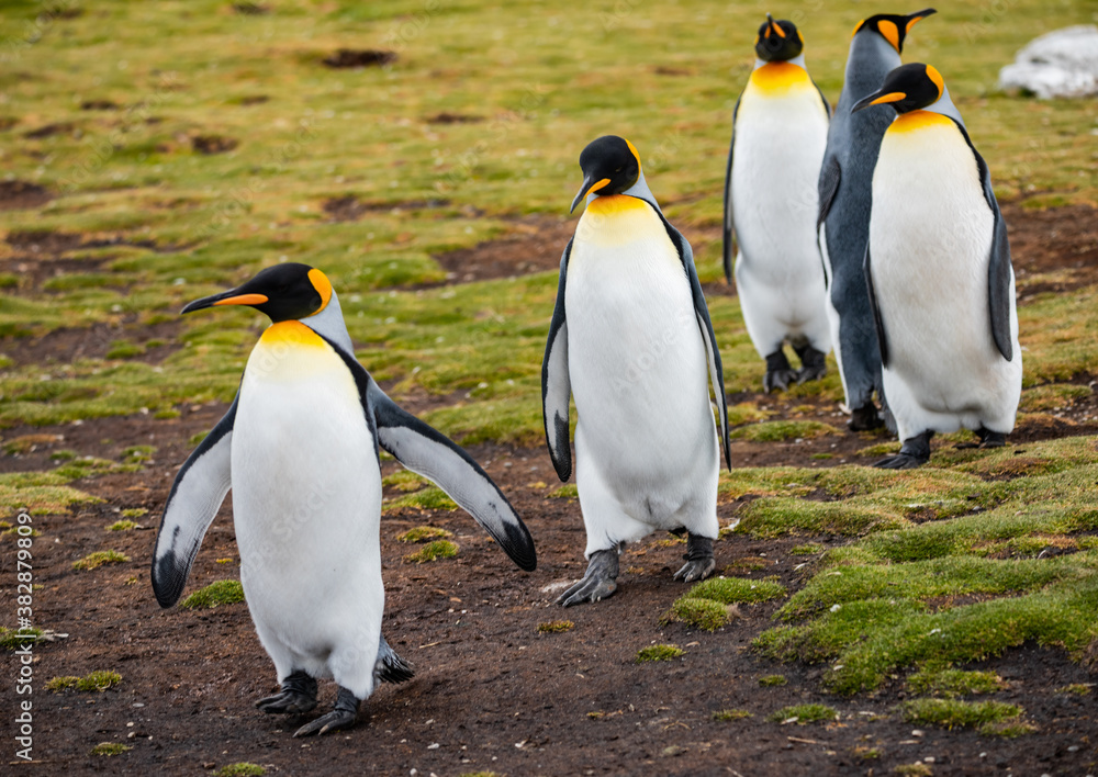 Fototapeta premium King Penguins at Falkland Islands