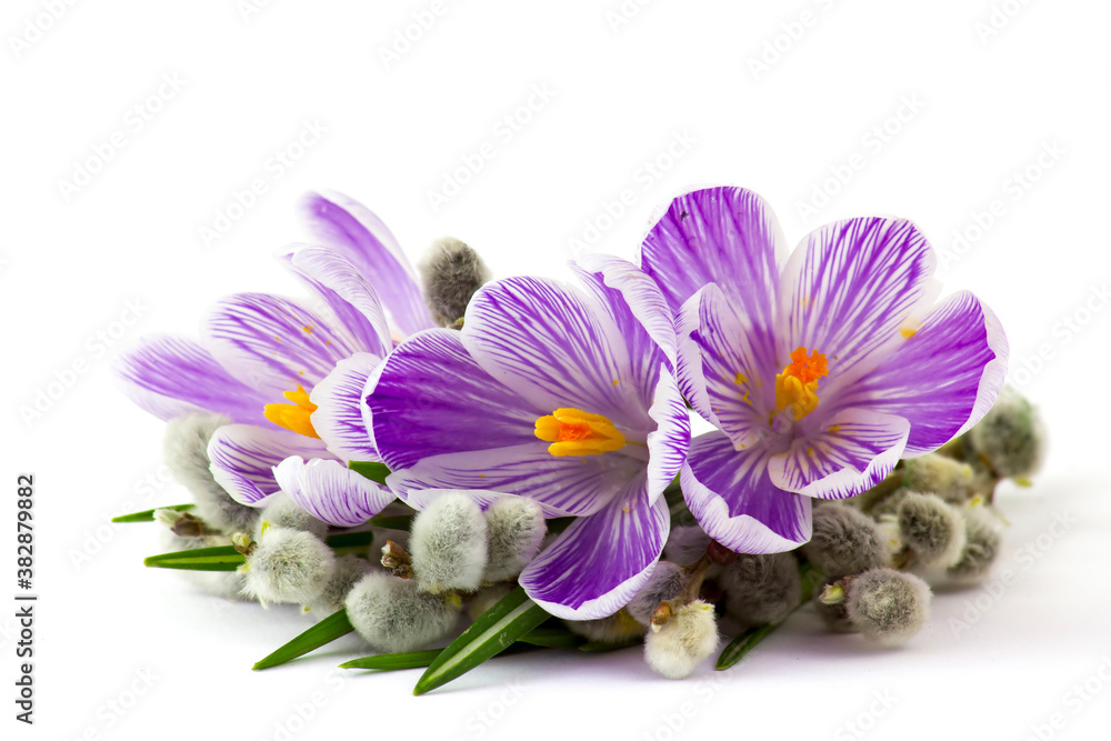 Obraz premium crocus flowers and pussy willow twigs on white background