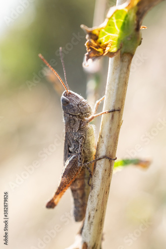 eastern lubber grasshopper..