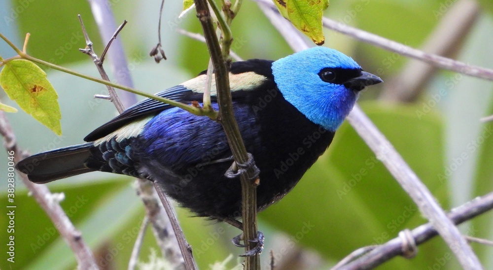 Fototapeta premium Aves de Colombia Stilpnia cyanicollis (Blue_ necked Tanager) Azurkopftangare Calliste á cou bleu