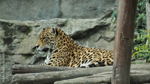 The spotted leopard (Panthera pardus) sits and rests