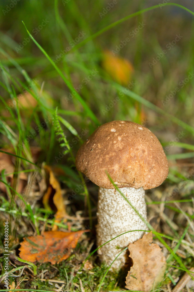 White mushroom in the forest grows on the grass White mushroom in the forest grows on the grass