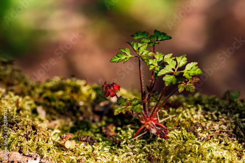 Nahaufnahme einer Aufsitzerpflanze auf einem moosbewachsenen Baumstamm im Bannwald