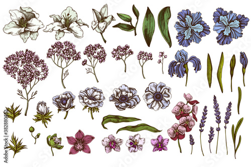 Vector set of hand drawn colored anemone, lavender, rosemary everlasting, phalaenopsis, lily, iris