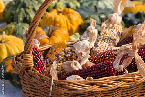Bright and delicious autumn crop in Serbia - wooden basket full of ripe corn  garlic  colorful pumpkins and squash