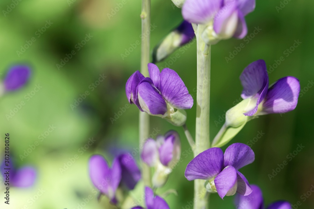 Flower of a blue wild indigo, Baptisia australis. Flower of a blue wild indigo, Baptisia australis.