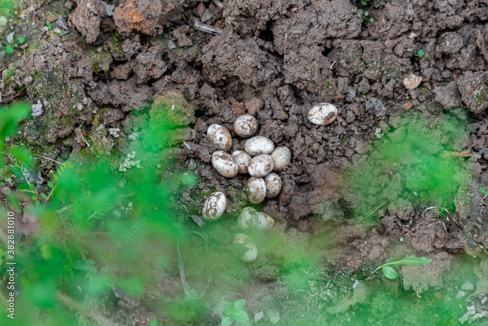 Obraz premium Closeup of Common Watersnake Eggs in the garden soil.