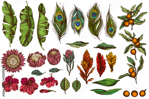 Vector set of hand drawn colored banana palm leaves, hibiscus, solanum, bromeliad, peacock feathers, protea