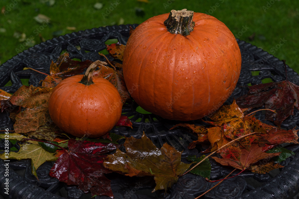 Fototapeta premium pumpkins on garden table ,helloween party preparation
