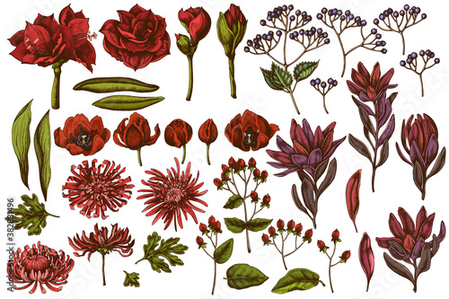 Vector set of hand drawn colored viburnum, hypericum, tulip, aster, leucadendron, amaryllis