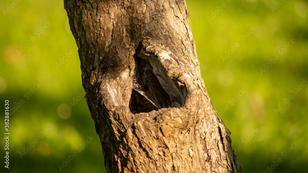 Obraz premium Close up of tree trunk with triangle shaped hole