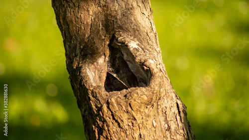 Close up of tree trunk with triangle shaped hole