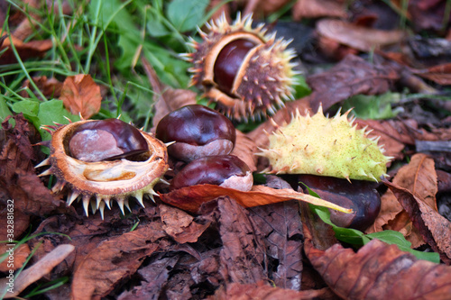 Autumn natural texture - ripe brown chestnuts, green, yellow and red leaves and green grass on the wet ground in the park photo