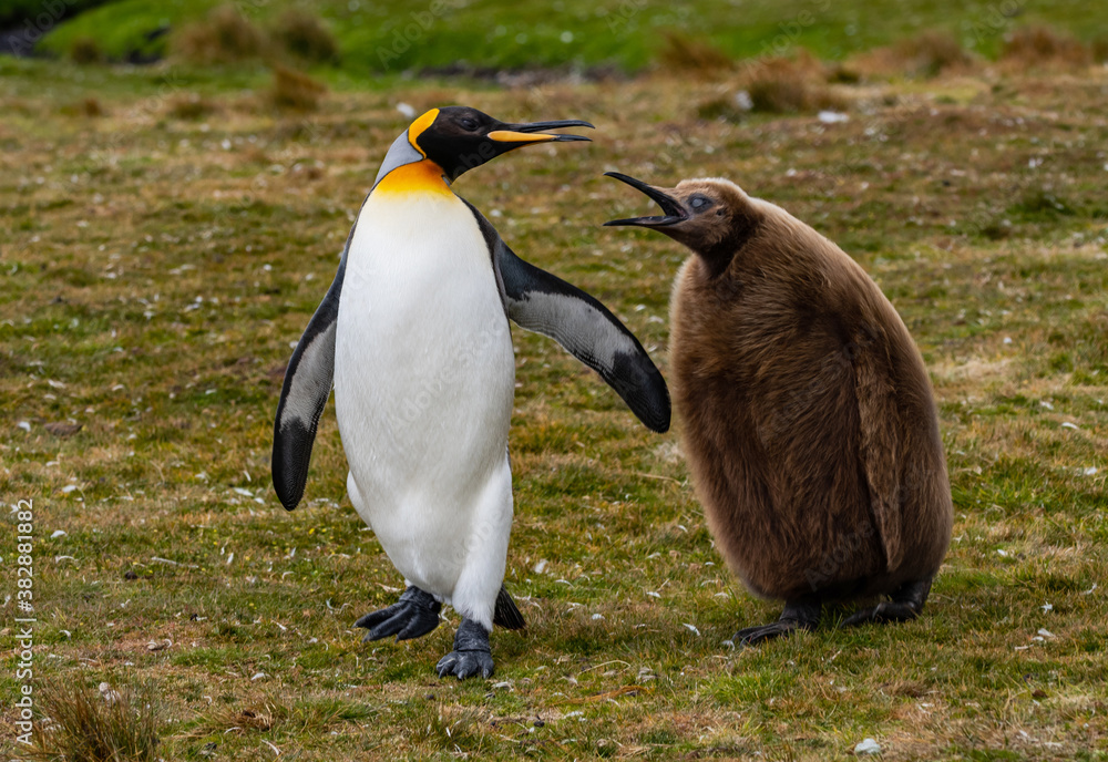 Fototapeta premium King Penguins at Falkland Islands