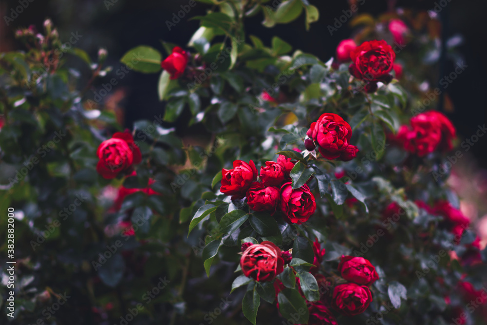 Summer blossoming delicate red roses in garden, rose blooming flowers shrub, bouquet floral card, selective focus, shallow DOF, toned Summer blossoming delicate red roses in garden, rose blooming flowers shrub, bouquet floral card, selective focus, shallow DOF, toned