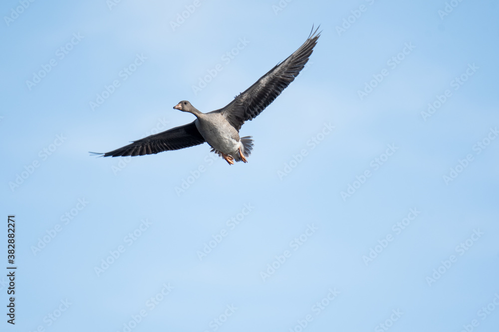 A Greater white-fronted goose flying in the sky.   Vancouver BC Canada
