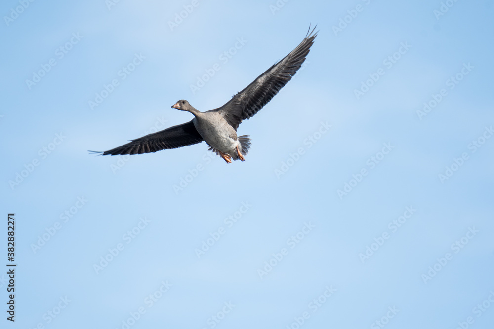 A Greater white-fronted goose flying in the sky. Vancouver BC Canada
A Greater white-fronted goose flying in the sky. Vancouver BC Canada