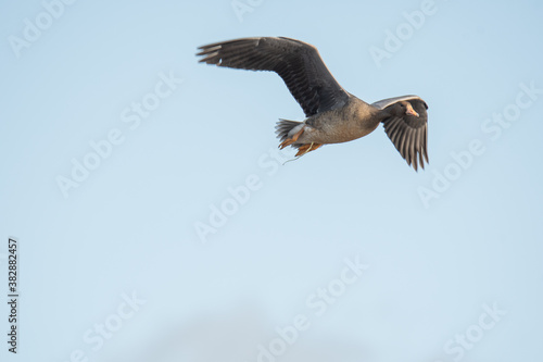 A Greater white-fronted goose flying in the sky.   Vancouver BC Canada 