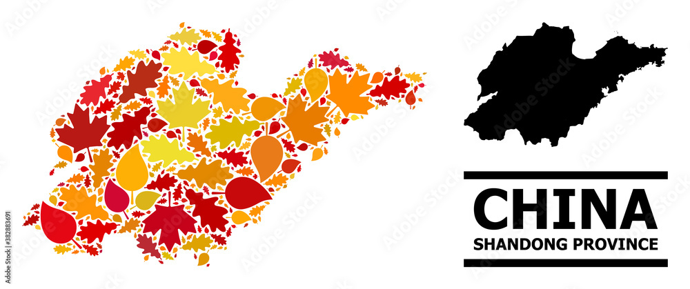 Mosaic autumn leaves and usual map of Shandong Province. Vector map of Shandong Province is shaped of scattered autumn maple and oak leaves. Abstract territory plan in bright gold, red,