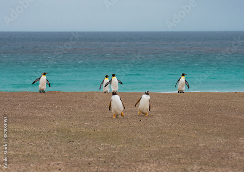 King and Gentoo Penguins at Falkland Islands