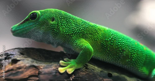 Madagascar day gecko , Phelsuma madagascariensis madagascariensis 