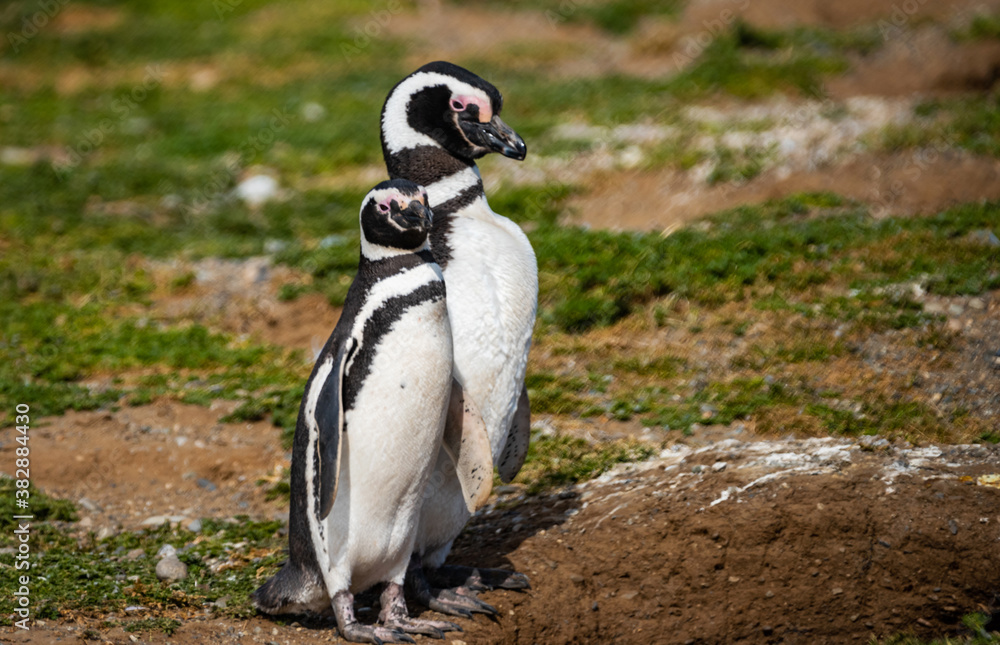 Obraz premium Magellanic Penguin Colony at Magdalena Island, Chile