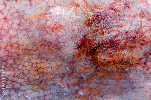 The texture of the wet skin of a large octopus. Bright abstract background. Red.