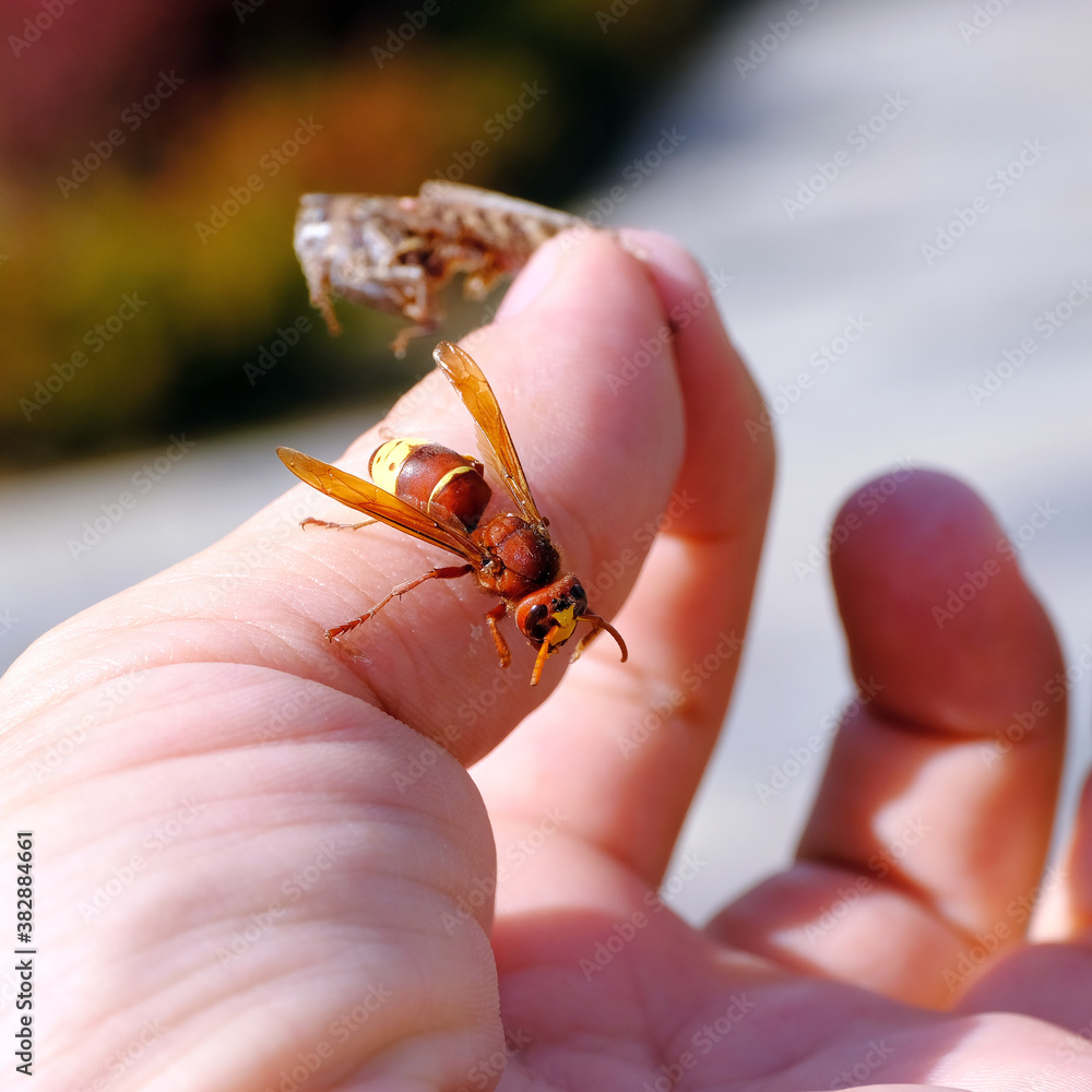 Fototapeta premium A bee eats a grasshopper on a man's hand.