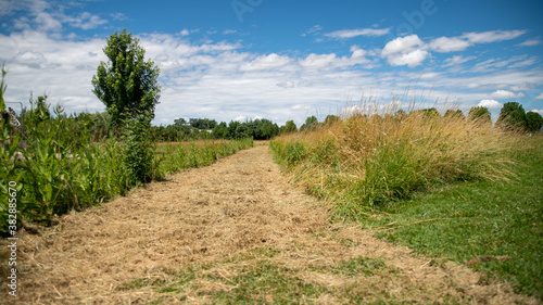 Mowing path among plants, large trees alley in the background, blue sky, white clouds, sunny