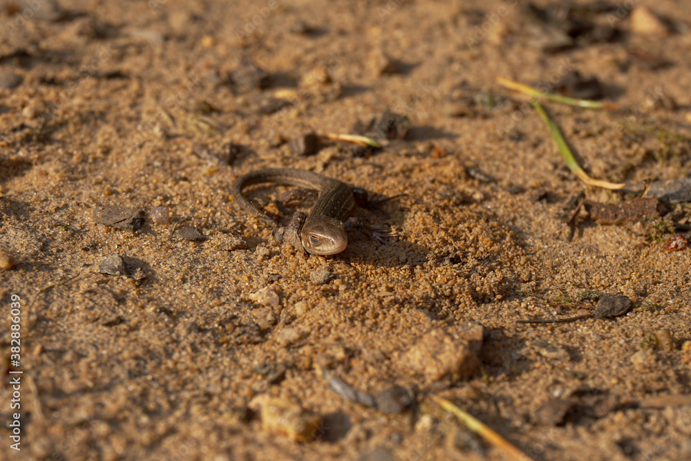 a small lizard basks in the sand