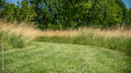 
Close-up on a path traced in the lawn in the middle of green nature