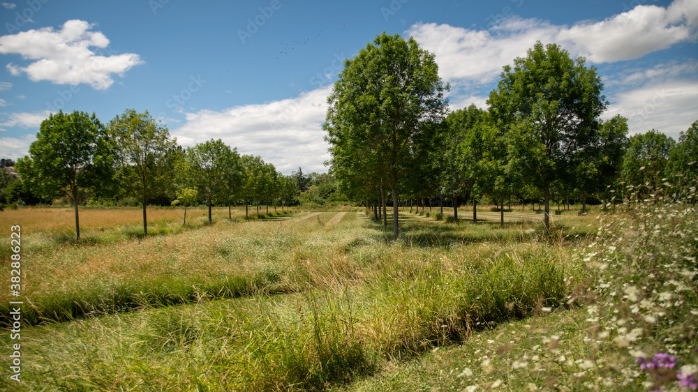 Pretty trees, partially cut grass, and sunny blue sky
Pretty trees, partially cut grass, and sunny blue sky