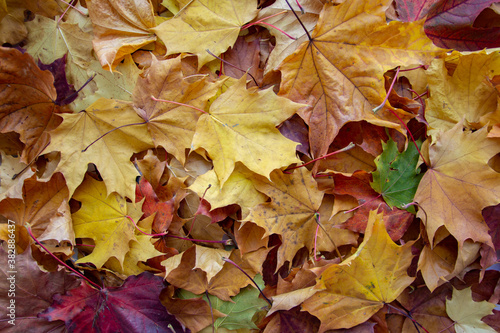 background of a mix of fallen autumn leaves of different colors