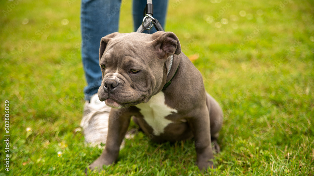Portrait of an adorable gray and white puppy, kind bulldog, in a park