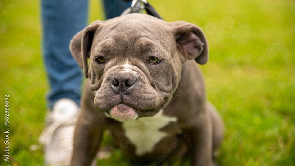 Portrait of an adorable gray and white puppy, kind bulldog, in a park Portrait of an adorable gray and white puppy, kind bulldog, in a park