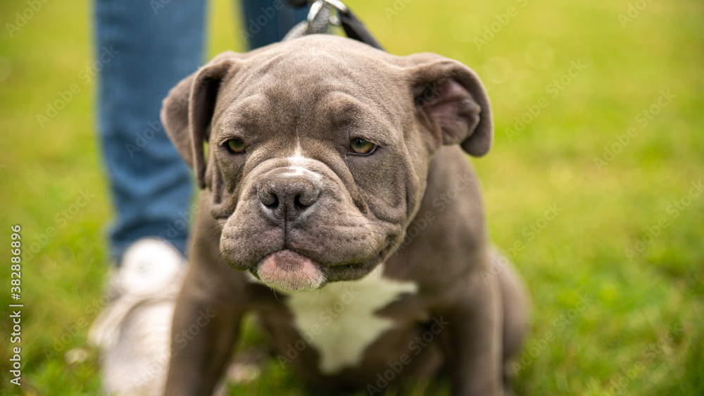 Portrait of an adorable gray and white puppy, kind bulldog, in a park Portrait of an adorable gray and white puppy, kind bulldog, in a park