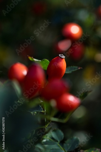 A portrait of a red rose hep or haw berry in between others of its kind on a rose hip bush. The fruit can be used to make a delicious and healthy cup of tea.